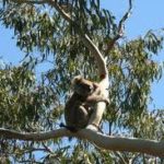 Eucalyptus & koala