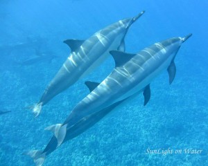 small dolphin group