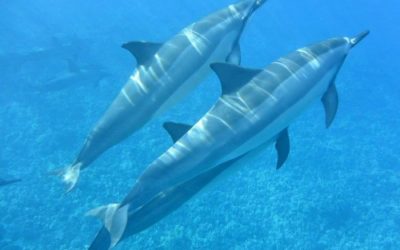 Swimming with Wild Dolphins was a Healing Experience