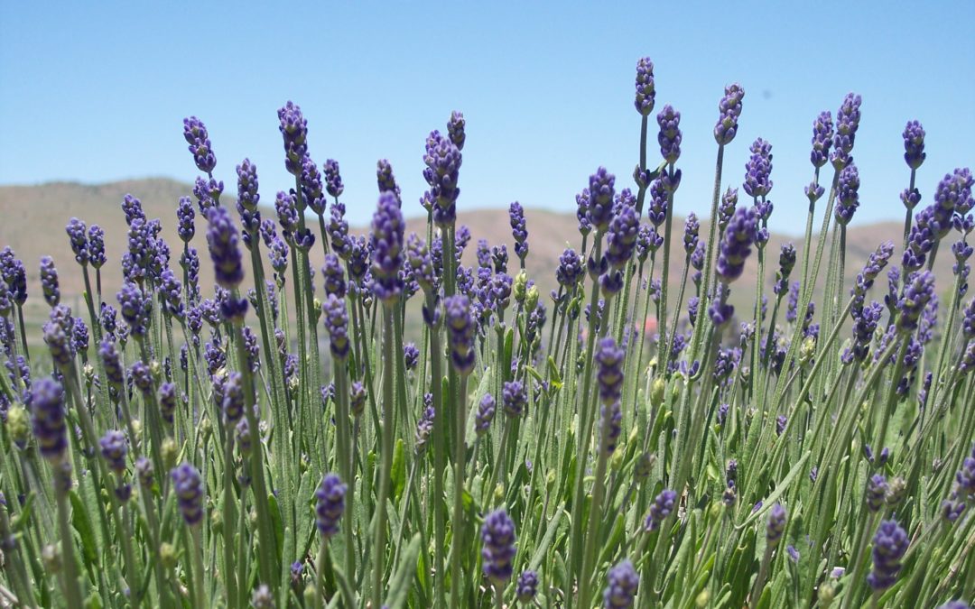 Lavender is Good for More Then Just Relaxing