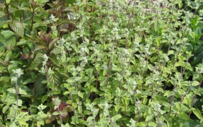 Numerous Benefits of Marjoram Essential Oil